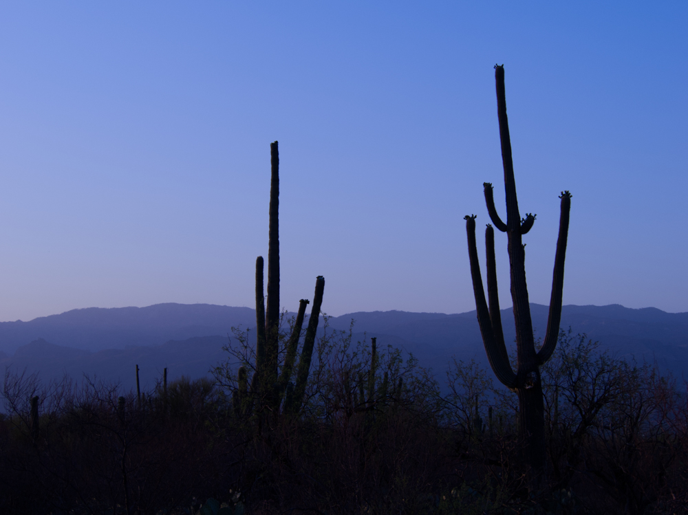 Saguaro in dusk light, May 2025